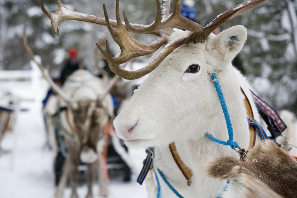 Rovaniemi City Apartments エクステリア 写真